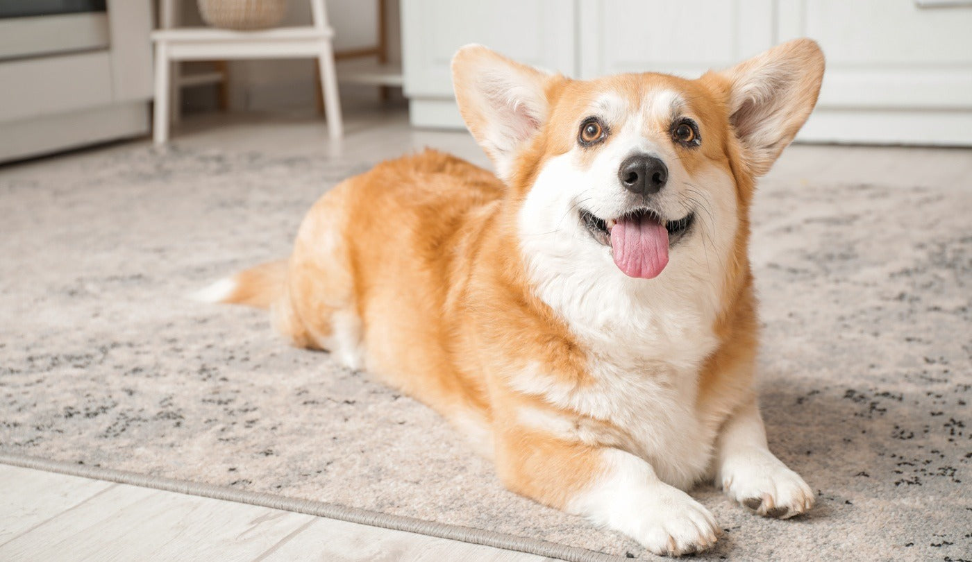 Is Frenchic Paint Safe for Animals & Pets?