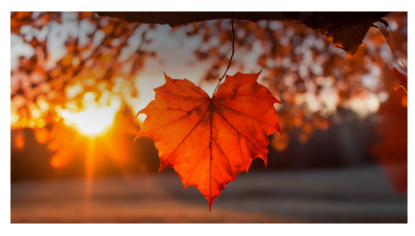 Autumn Glow: Rich Colour Palettes for the New Season